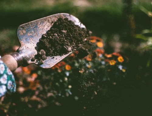 Planting a Seed for Tomorrow